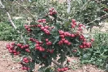 楼顶适合种什么树?