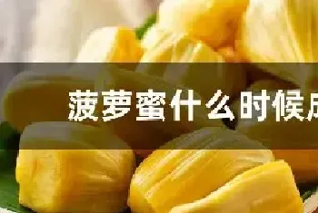 菠萝蜜什么时候成熟