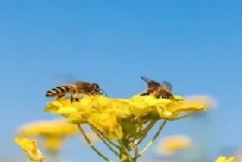 蜜蜂在家里筑巢怎么驱赶