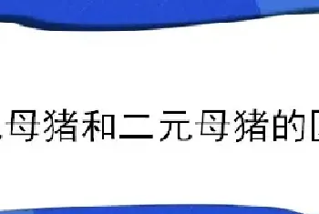 三元母猪和二元母猪的区别