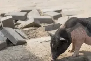 猪多长时间繁殖一次