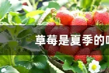 草莓是夏季的吗