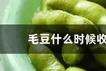 毛豆什么时候收获