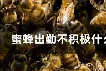 蜜蜂出勤不积极什么原因