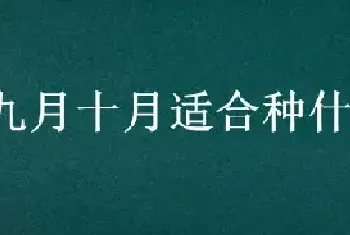 九月十月适合种什么蔬菜