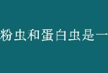 黄粉虫和蛋白虫是一个品种吗