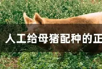 人工给母猪配种的正确方法