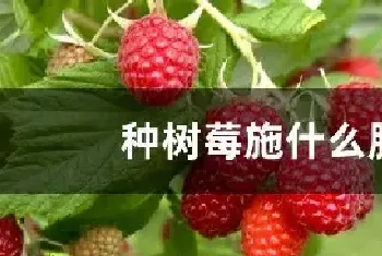 种树莓施什么肥