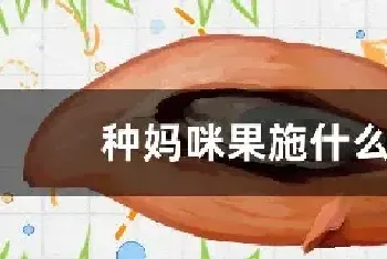 种妈咪果施什么肥