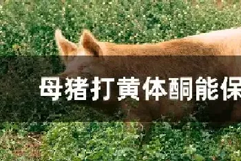 母猪打黄体酮能保胎吗