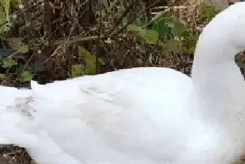 三花鹅能长多大多久开始产蛋