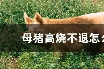 母猪高烧不退怎么治