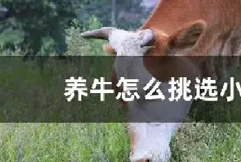 养牛怎么挑选小牛