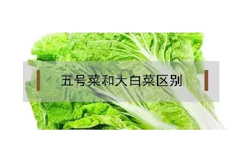 五号菜和大白菜区别是什么？