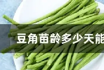 豆角苗龄多少天能定植