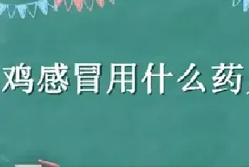 小鸡感冒用什么药见效快