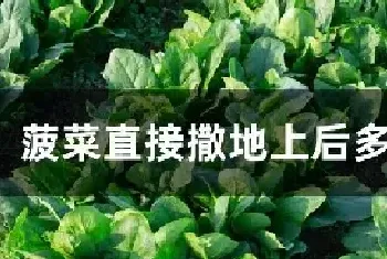 菠菜直接撒地上后多久发芽