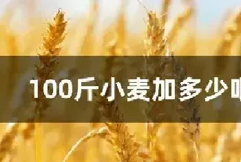 100斤小麦加多少吡虫啉