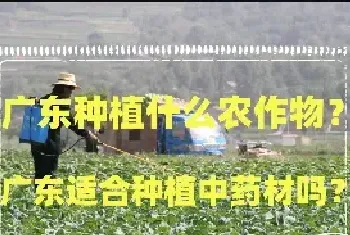 广东种植什么农作物？广东适合种植中药材吗？