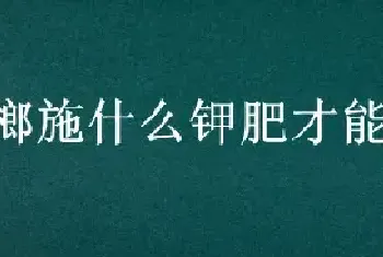 槟榔施什么钾肥才能达到高产