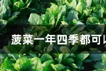 菠菜一年四季都可以种吗