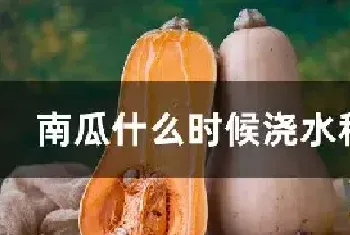 南瓜什么时候浇水和施肥