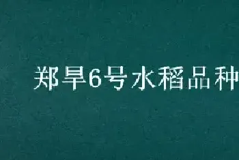 郑旱6号水稻品种介绍