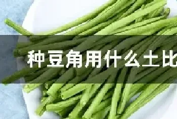 种豆角用什么土比较好