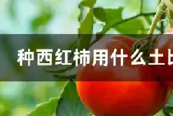 种西红柿用什么土比较好