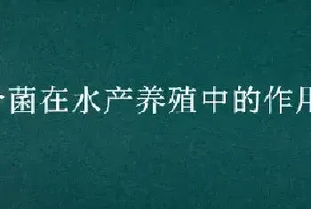 光合菌在水产养殖中的作用和使用时间