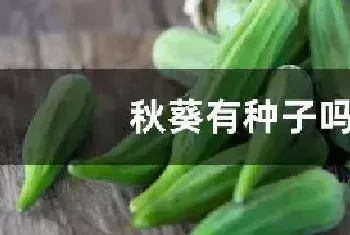 秋葵有种子吗