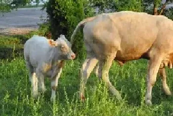 新生牛犊抽搐背脖子怎么办新生牛犊能承受零下多少度