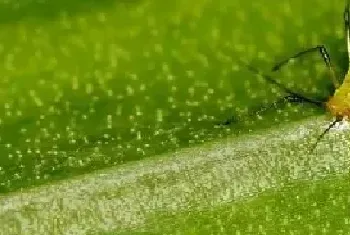 芽虫特效药可以用什么土办法