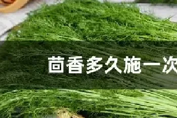 茴香多久施一次肥