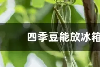 四季豆能放冰箱吗