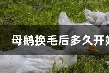 母鹅换毛后多久开始下蛋