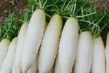 八月份适合种植什么蔬菜,适合8月栽种蔬菜品种?