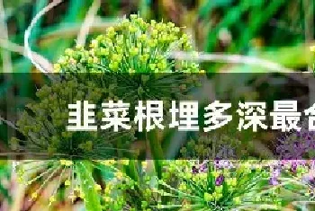 韭菜根埋多深最合适