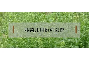 荠菜几月份可以挖