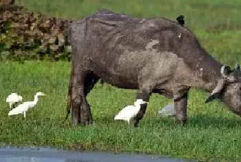 肉牛和水牛的区别