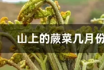 山上的蕨菜几月份采摘