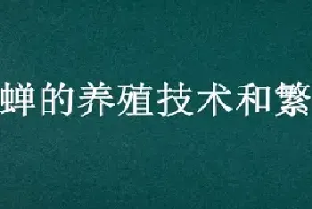 蝉的养殖技术和繁殖技术