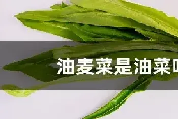 油麦菜是油菜吗