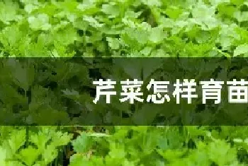 芹菜怎样育苗