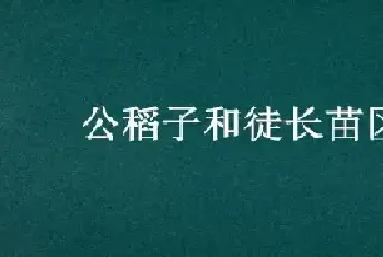 公稻子和徒长苗区别