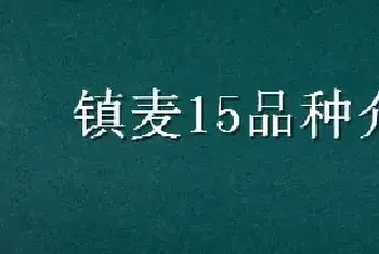 镇麦15品种介绍