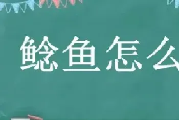 鲶鱼怎么养