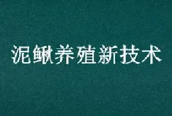 泥鳅养殖新技术