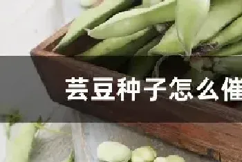 芸豆种子怎么催芽