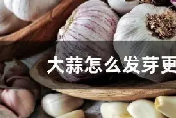 大蒜怎么发芽更快